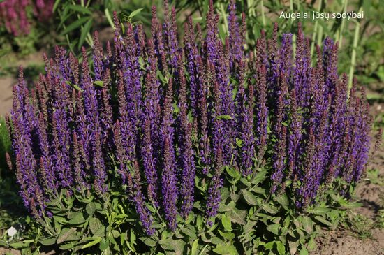 Gojinis šalavijas (Salvia nemorosa) 'Blue Bouquetta'